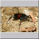 Anoplius infuscatus - Weswespe w008a 10mm - OS-Hasbergen-Lehmhuegel-det.jpg